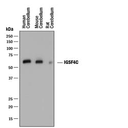 Mouse IgG HRP-conjugated Antibody, R D Systems 1mL, HRP:Antibodies, Polyclonal