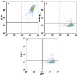 Human IgG Fc APC-conjugated Antibody, R D Systems 25 Tests; APC:Antibodies,