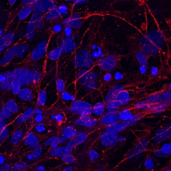 Human IGSF4B/SynCAM3 Antibody, R D Systems 25 &mu;g | Buy Online | R&D Systems | Fisher Scientific