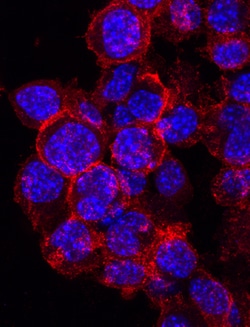 Mouse IGSF8/CD316 Biotinylated Antibody, R D Systems 50&mu;g; Biotin:Antibodies,