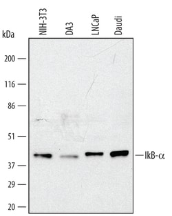 Human/Mouse IkB-alpha Antibody, R D Systems 100 &mu;g | Buy Online | R&D Systems | Fisher Scientific