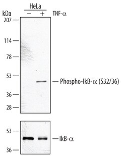 Human Phospho-IkB-alpha (S32/S36) Antibody, R D Systems 100&mu;g; Unlabeled:Antibodies,