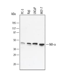 Human IkB-alpha Antibody, R D Systems 25&mu;g; Unlabeled:Antibodies, Monoclonal