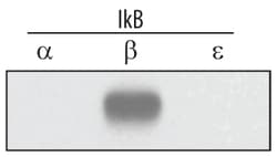 Human/Rat IkB-beta Antibody, R D Systems 100ug; Unlabeled:Antibodies, Monoclonal