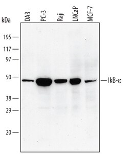 Human IkB-epsilon Antibody, R D Systems 25&mu;g; Unlabeled:Antibodies,