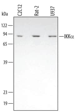 Human/Mouse/Rat IKK alpha Antibody, R D Systems 25&mu;g; Unlabeled:Antibodies,