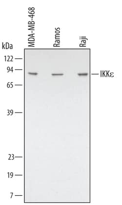 Human/Mouse/Rat IKK epsilon Antibody, R D Systems 25&mu;g; Unlabeled:Antibodies,