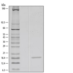 R&D Systems&trade;&nbsp;Recombinant Human IL-1 alpha/IL-1F1 Protein