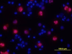 Human IL-1 alpha/IL-1F1 Biotinylated Antibody, R D Systems 50&mu;g; Biotin:Antibodies,