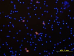 Human IL-1 alpha/IL-1F1 Biotinylated Antibody, R D Systems 50&mu;g; Biotin:Antibodies,