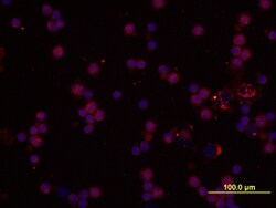 Human IL-1 alpha/IL-1F1 Antibody, R D Systems 100&mu;g; Unlabeled:Antibodies,