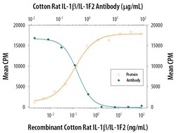 Cotton Rat IL-1 beta/IL-1F2 Antibody, R D Systems 25&mu;g; Unlabeled:Antibodies,