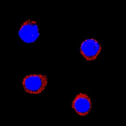 Equine IL-1 beta/IL-1F2 Antibody, R D Systems 100&mu;g; Unlabeled:Antibodies,