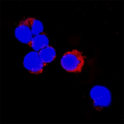 Mouse IL-1 beta/IL-1F2 Antibody, R&D Systems™