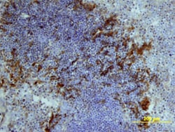Mouse IL-1 beta/IL-1F2 Antibody, R D Systems 25&mu;g; Unlabeled:Antibodies,