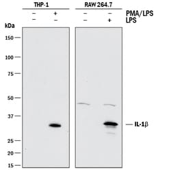 Mouse IL-1 beta/IL-1F2 Antibody, R D Systems 25&mu;g; Unlabeled:Antibodies,