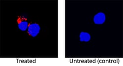 Rat IL-1 beta/IL-1F2 Biotinylated Antibody, R D Systems 50&mu;g; Biotin:Antibodies,