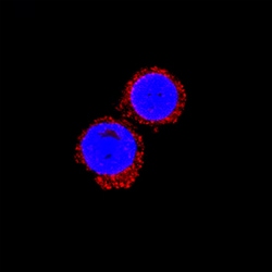 Equine IL-1 beta/IL-1F2 Antibody, R D Systems 25&mu;g; Unlabeled:Antibodies,