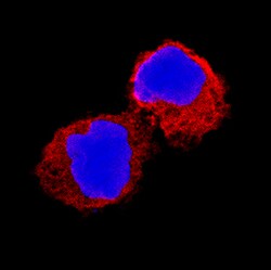 Human IL-1 beta/IL-1F2 Antibody, R D Systems 500&mu;g; Unlabeled:Antibodies,