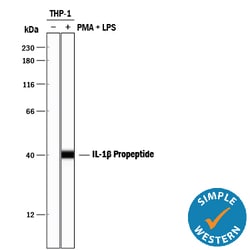 Human IL-1 beta/IL-1F2 Propeptide Antibody, R D Systems 25&mu;g; Unlabeled:Antibodies,