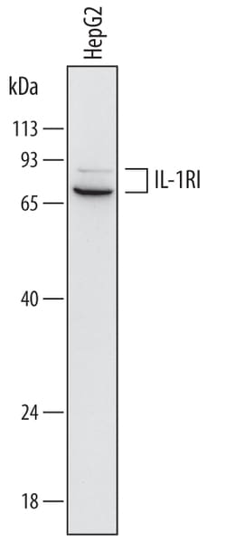 IL-1 RI Mouse anti-Human, Clone: 732210, R D Systems 25&mu;g; Unlabeled,