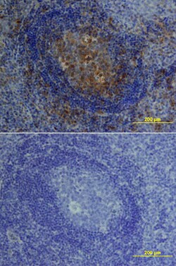 Human IL-10 Antibody, R D Systems 25&mu;g; Unlabeled:Antibodies, Polyclonal