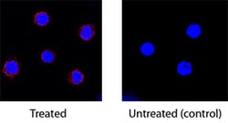 Porcine IL-10 Antibody, R D Systems 25 &mu;g | Buy Online | R&D Systems | Fisher Scientific