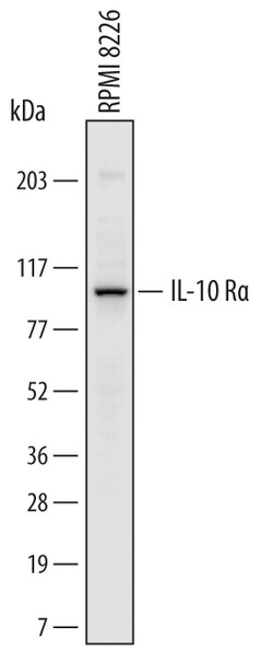 IL-10R alpha Mouse anti-Human, Clone: 714212, R D Systems 25&mu;g; Unlabeled,