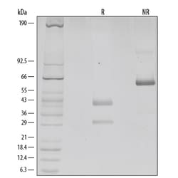 R&amp;D Systems&trade;&nbsp;Recombinant Human IL-12 Protein:  