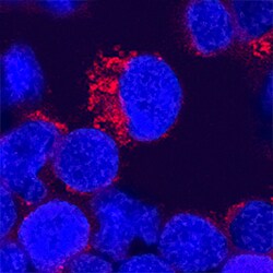 Human IL-12 Biotinylated Antibody, R D Systems 100&mu;g; Biotin:Antibodies,