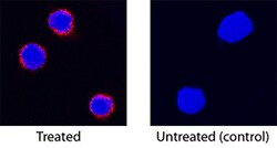 Feline IL-12/IL-23 p40 Antibody, R D Systems 100&mu;g; Unlabeled:Antibodies,