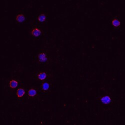 Mouse IL-13 Antibody, R D Systems 25&mu;g; Unlabeled:Antibodies, Polyclonal