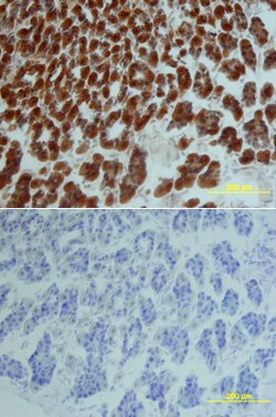 Mouse IL-15 Biotinylated Antibody, R D Systems 50&mu;g; Biotin:Antibodies,