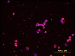 Human IL-16 C-terminal Peptide Antibody, R D Systems 25&mu;g; Unlabeled:Antibodies,