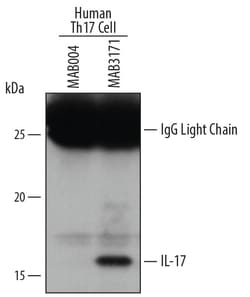 Human/Primate IL-17/IL-17A Antibody, R D Systems 100&mu;g; Unlabeled:Antibodies,
