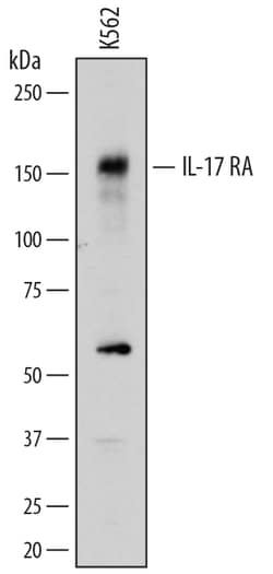 Human IL-17RA/IL-17R Antibody, R D Systems 100&mu;g; Unlabeled:Antibodies,