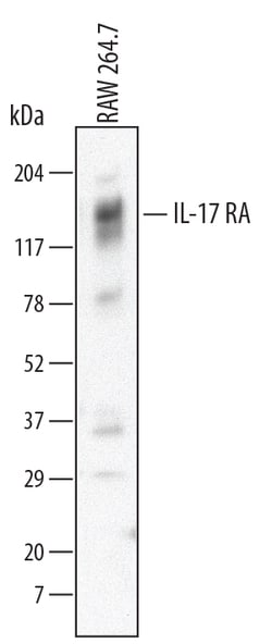 Mouse IL-17RA/IL-17R Antibody, R D Systems 100&mu;g; Unlabeled:Antibodies,