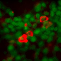 IL-17RD/SEF Rat anti-Mouse, Clone: 400210, R D Systems 25&mu;g; Unlabeled,