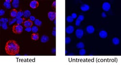 Mouse IL-17F Antibody, R D Systems 100&mu;g; Unlabeled:Antibodies, Polyclonal