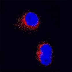 Human IL-17F Antibody, R D Systems 25&mu;g; Unlabeled:Antibodies, Monoclonal