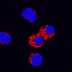 Canine IL-18/IL-1F4 Antibody, R D Systems 100ug; Unlabeled:Antibodies,