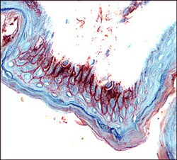 Human IL-18 R alpha/IL-1 R5 Antibody, R D Systems 100&mu;g; Unlabeled:Antibodies,