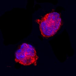 Equine IL-1ra/IL-1F3 Antibody, R D Systems 25&mu;g; Unlabeled:Antibodies,