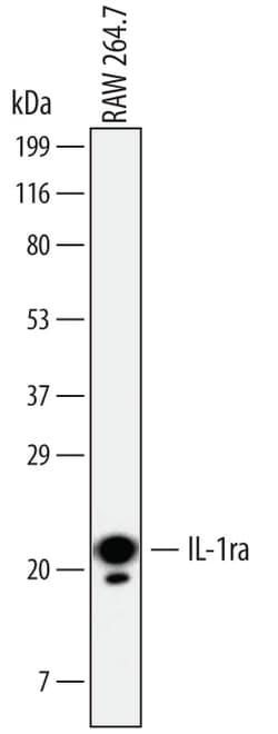 Mouse IL-1ra/IL-1F3 Antibody, R D Systems 100ug; Unlabeled:Antibodies,