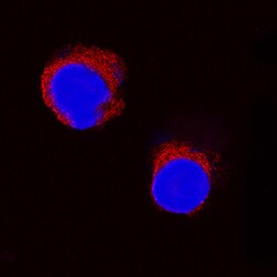 Equine IL-2 Antibody, R D Systems 100&mu;g; Unlabeled:Antibodies, Polyclonal