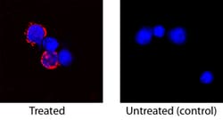 Feline IL-2 Antibody, R D Systems 25&mu;g; Unlabeled:Antibodies, Polyclonal