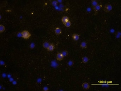Human IL-2 Antibody, R D Systems 25&mu;g; Unlabeled:Antibodies, Polyclonal