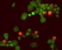Human/Primate IL-2 Biotinylated Antibody, R D Systems 50 &mu;g | Buy Online | R&D Systems | Fisher Scientific