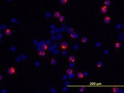 Human/Primate IL-2 Biotinylated Antibody, R&D Systems&trade;