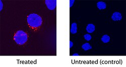 Porcine IL-2 Biotinylated Antibody, R D Systems 50&mu;g; Biotin:Antibodies,